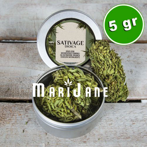 Infiorescenze_cannabis_sativage_marijane